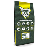 Yourdog Istarski Kratkodlaki Gonic Volwassen