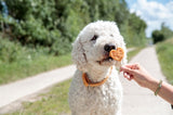 Trixie Premio Lolly Met Kip En Rijst