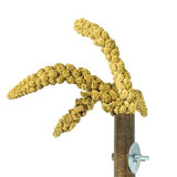 Back Zoo Nature Grass Keeper - Verdurra